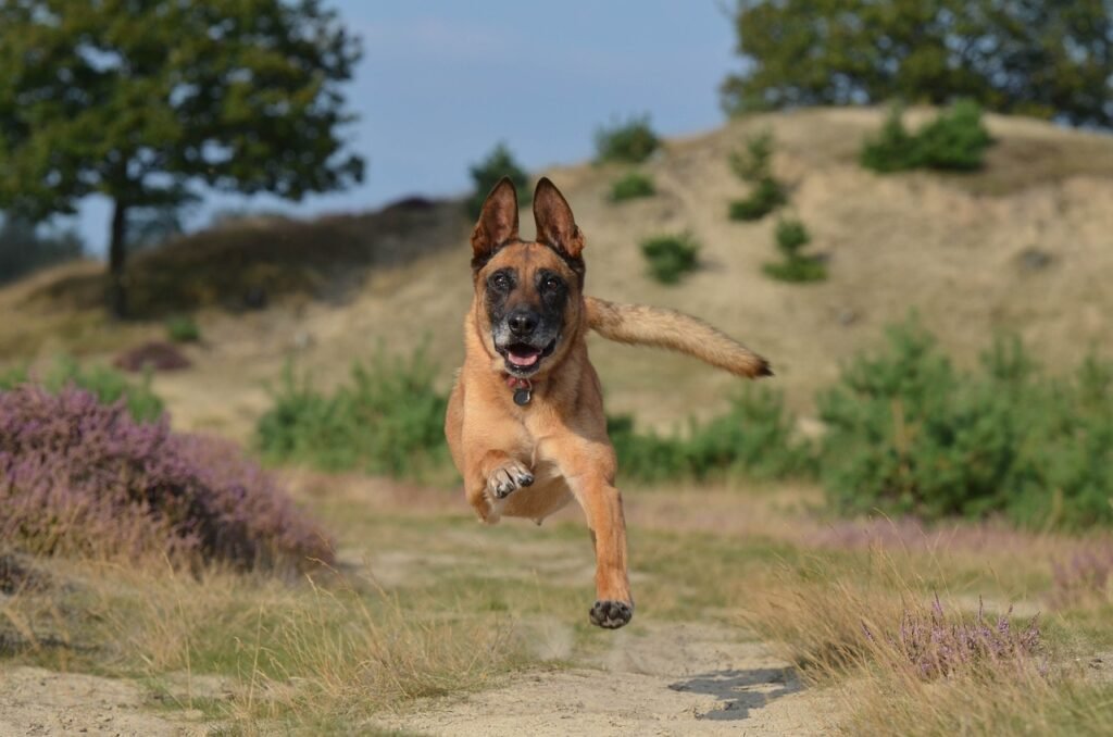 malinois, leap, powerful-672839.jpg