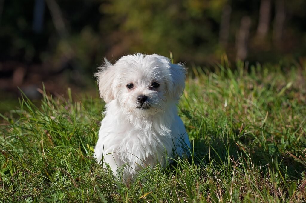 maltese, nature, dog-1123016.jpg